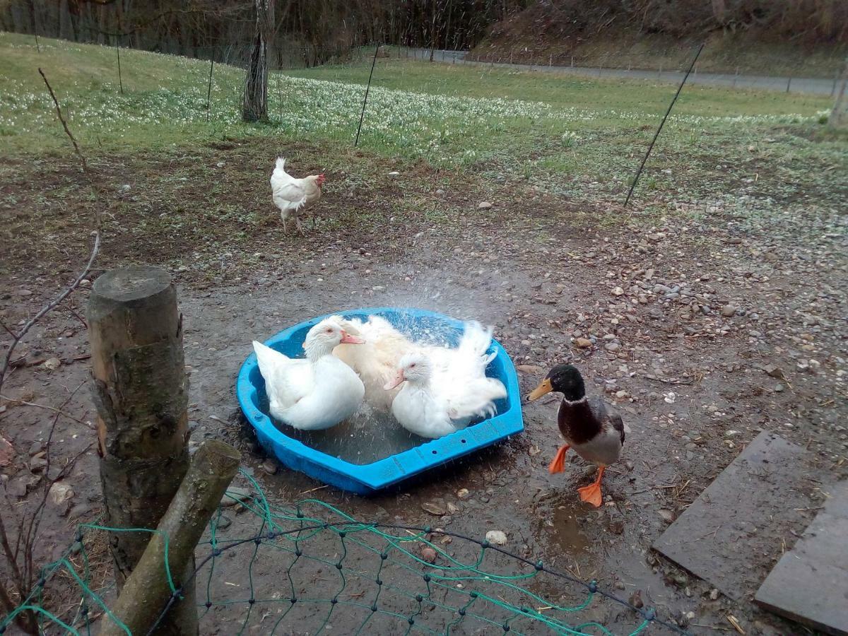 Ferienwohnung Auf Dem Lechsberg Fuchstal エクステリア 写真